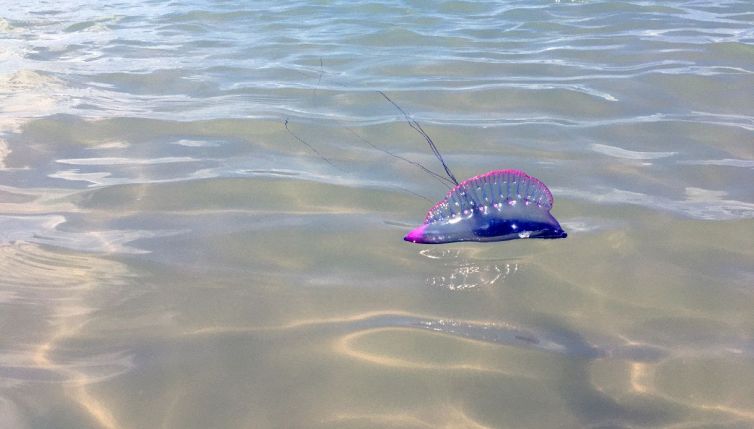 Invasione di caravelle portoghesi: specie aliena pericolosa?