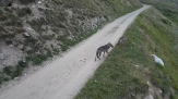 Lupi in val di Rhêmes, spettacolari immagini con il drone