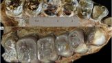 Una nuova specie di uomo riscrive la storia dell’anello mancante
