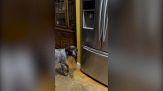 Troppo caldo? La soluzione del cane è geniale