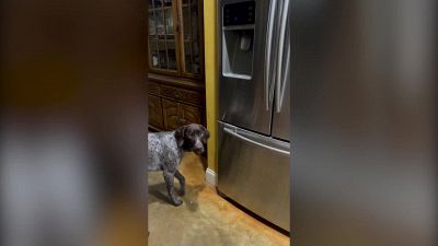 Troppo caldo? La soluzione del cane è geniale