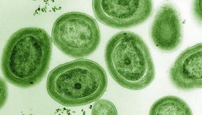 C'è un batterio bomba in mare, ci uccide tutti se muore