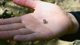 Scava in un parco e trova un diamante da 2,3 carati