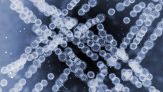Il fungo killer Candida auris si diffonde in Italia: allerta alta