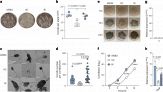 I virus matrioska nei funghi: una scoperta che riscrive la biologia