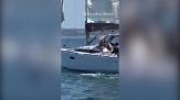 Il terribile attacco delle orche: barca speronata e affondata