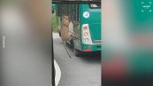 Terrore a bordo: leopardo attacca autobus