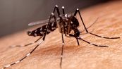 Perché le zanzare ci pungono: c'entra la birra 