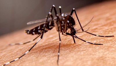 Perché le zanzare ci pungono: c'entra la birra 