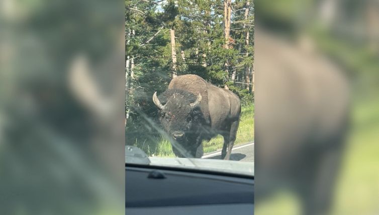 L'incontro ravvicinato con il bisonte è da brividi
