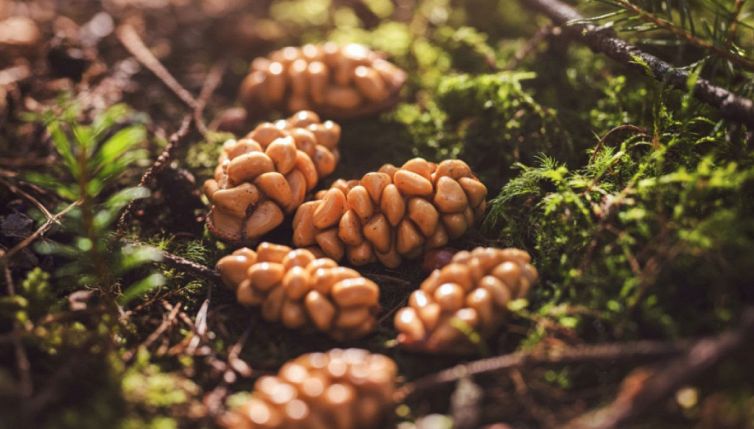 Kopi luwak: quanto costa il caffè fatto con le feci dello zibetto