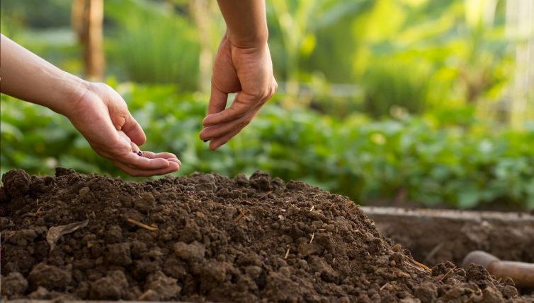 Come fare l’orto a ottobre, cosa piantare e quali lavori fare