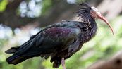 Cosa sono gli ibis eremita e perché sono importanti