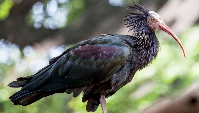 Cosa sono gli ibis eremita e perché sono importanti