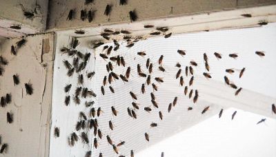 Il segreto green per allontanare gli insetti: i fondi di caffè