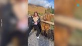 Vuole farsi la foto con la mucca: la reazione dell'animale è micidiale
