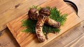 Funghi matsutake all’asta, battuti a un prezzo record