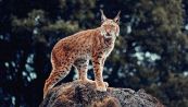 Il rarissimo avvistamento nel Parco italiano
