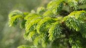 Scoperte nanoparticelle d’oro negli abeti: cosa significa