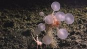 Palla della morte: il 'mostro' carnivoro degli oceani