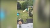Il gatto incontra la volpe in giardino: il video è uno spasso