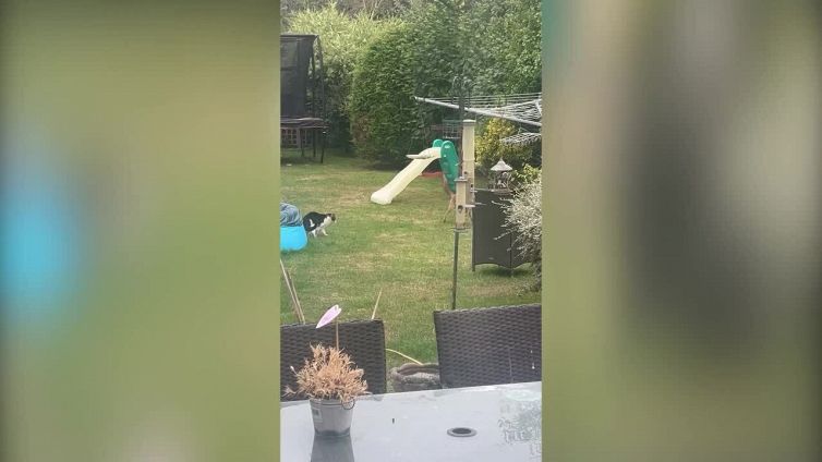 Il gatto incontra la volpe in giardino: il video è uno spasso