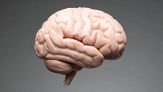 Il cervello cambia durante tutta la vita: lo studio rivoluzionario