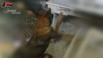Che fiuto! Il cane antidroga scopre due chili di sostanza stupefacente
