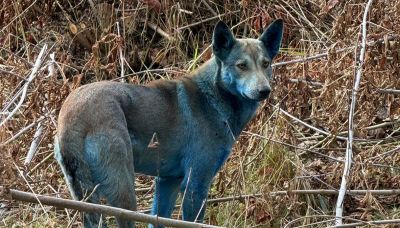 Cani blu a Chernobyl: il mistero che intriga gli scienziati