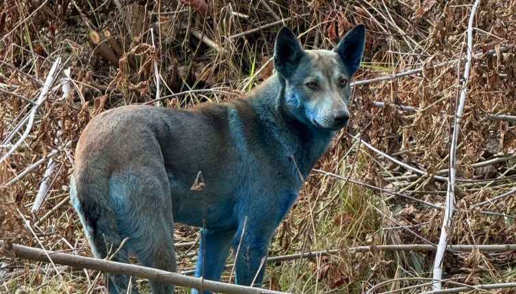 Cani blu a Chernobyl: il mistero che intriga gli scienziati