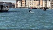 Sorpresa a Venezia: ecco chi nuota tra le onde del Canal Grande
