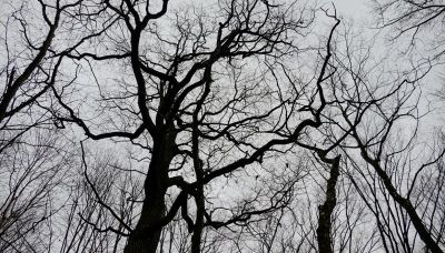 La foresta degli alieni: i misteri attorno a Hoia Baciu