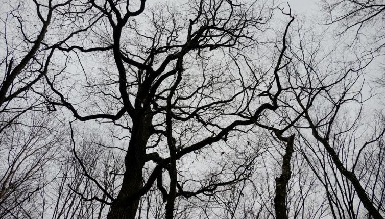 La foresta degli alieni: i misteri attorno a Hoia Baciu