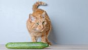 Perché i gatti hanno paura dei cetrioli? L'esperta risponde