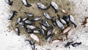 Invasione alghe tossiche dall'Australia al resto del mondo