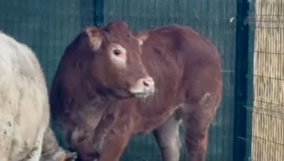 Mucca Minerva, la fuga dal macello finisce in modo incredibile