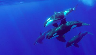 Squali bianchi attaccati da un feroce predatore del mare