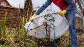 Orto di dicembre: cosa seminare