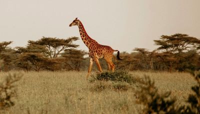 Perché le giraffe hanno le gambe così lunghe? C'entra il cuore