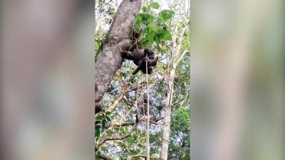 Mamma bradipo è geniale: ecco come salva il suo cucciolo