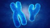 Il cromosoma Y dei maschi sta sparendo? La scoperta