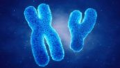 Il cromosoma Y dei maschi sta sparendo? La scoperta
