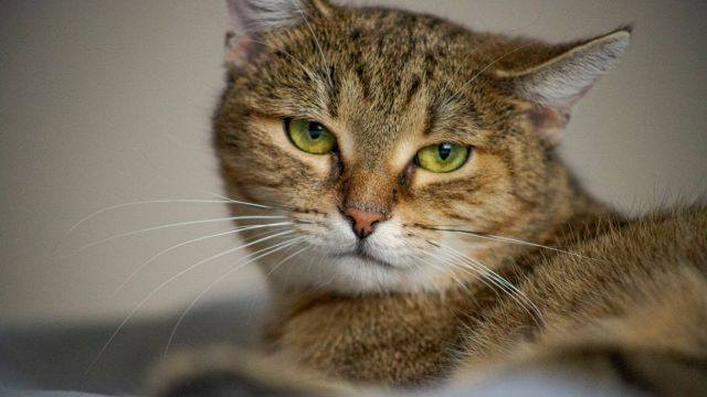 Hai un gatto? Fai così e ti amerà