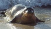 Rara foca monaca avvistata in provincia di Ravenna