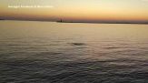 Dopo il delfino, una foca monaca avvistata in Laguna Venezia