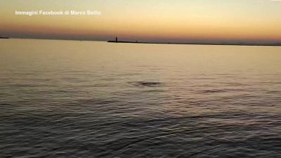 Dopo il delfino, una foca monaca avvistata in Laguna Venezia