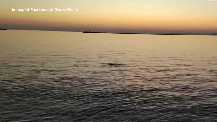 Dopo il delfino, una foca monaca avvistata in Laguna Venezia