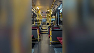 Il passeggero che non ti aspetti: sull'autobus spunta un koala