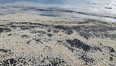 Perché molluschi alieni invadono il lago di Castel Gandolfo?