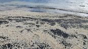 Perché molluschi alieni invadono il lago di Castel Gandolfo?